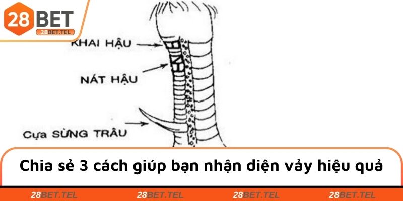 Chia sẻ 3 cách giúp bạn nhận diện vảy hiệu quả