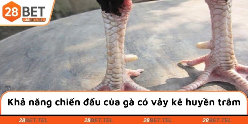 Điểm nổi bật về khả năng chiến đấu của gà có vảy kê huyền trâm