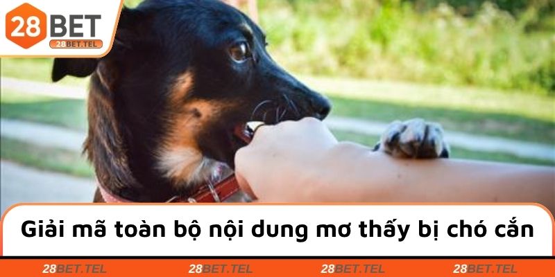Giải mã toàn bộ nội dung mơ thấy bị chó cắn