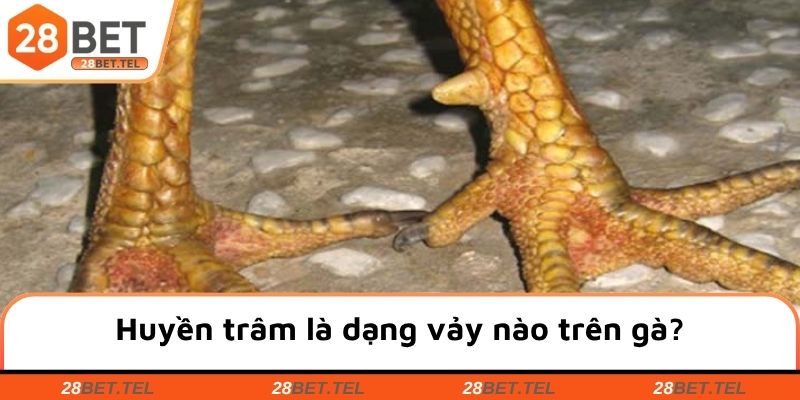 Huyền trâm là dạng vảy nào trên gà?