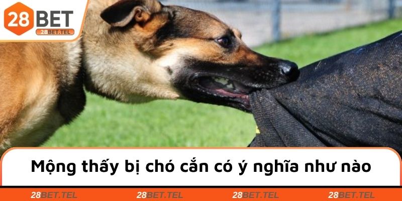 Mộng thấy bị chó cắn có ý nghĩa như nào