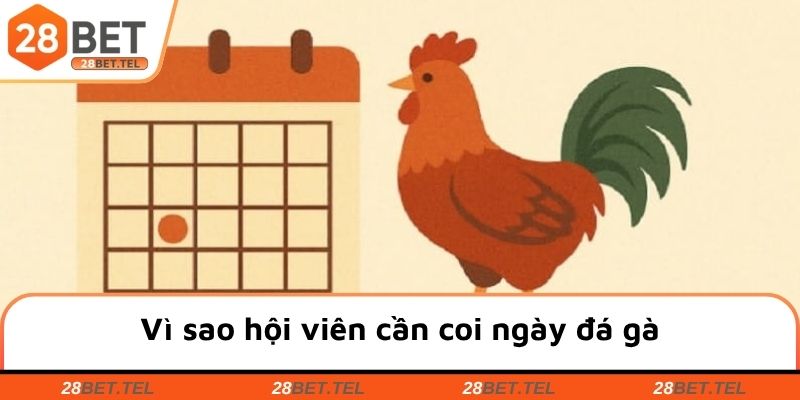 Vì sao hội viên cần coi ngày đá gà